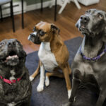 Dc's and MD's_Fresh Start Chiropractic and Wellness Center