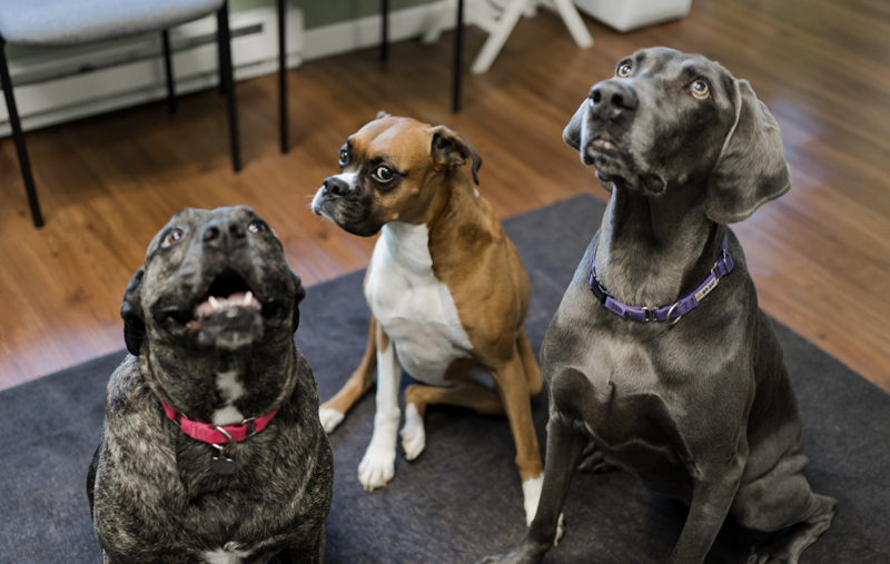 Dc's and MD's_Fresh Start Chiropractic and Wellness Center