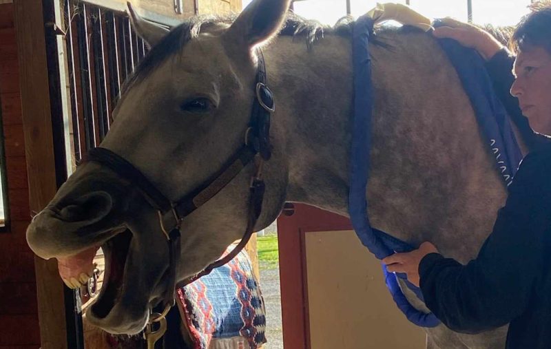 Magnawave Horse_Fresh Start Chiropractic and Wellness Center